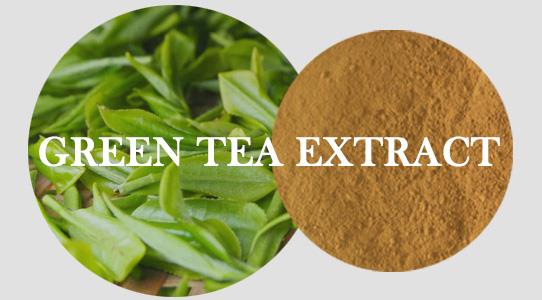 екстракт от зелен чай green tea extract